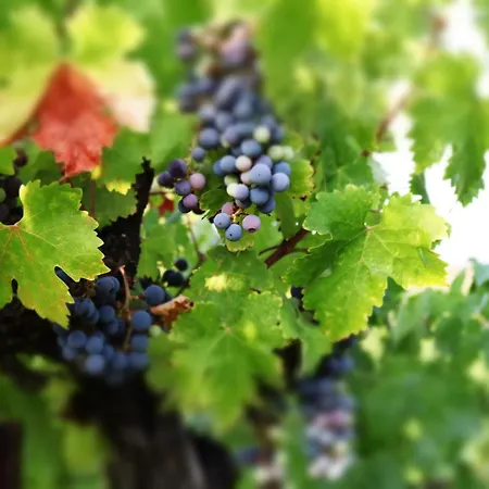 Inn At Churon Winery-3