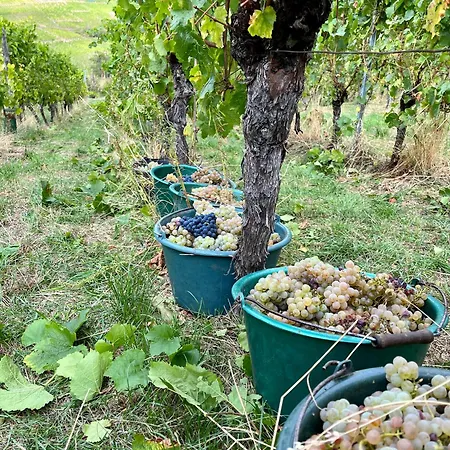 Domaine Bleesz-2
