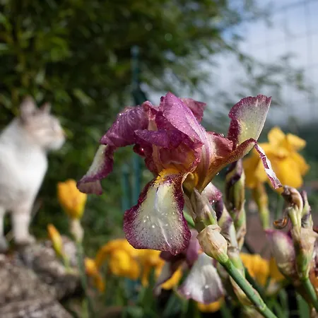 Le Chat Blanc-3