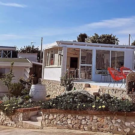 B&B Dimorangel-2