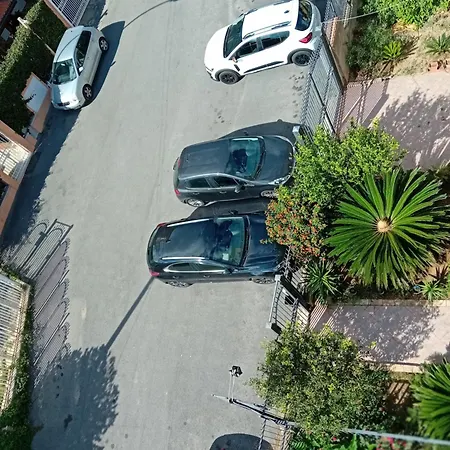 La Cycas-2