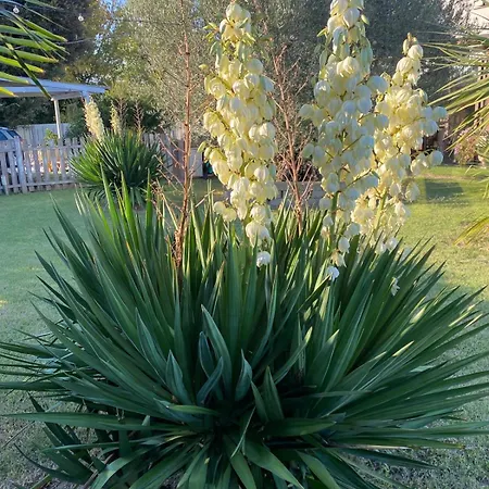 il leccio-3