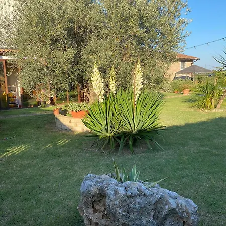 il leccio-2