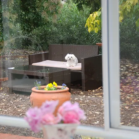 Must Love Dogs B&B & Self Contained Cottage-2