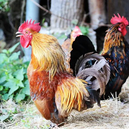 La Ferme des Isles-3