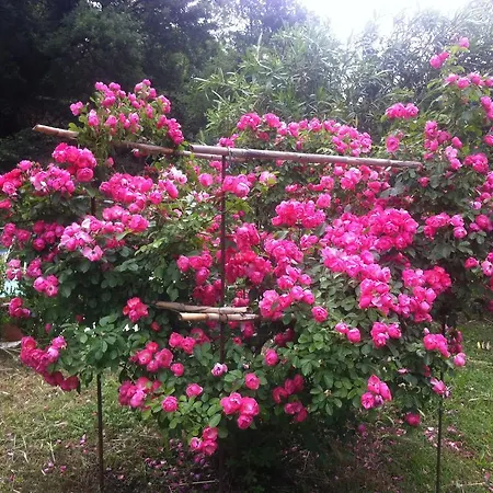 Villa Arianna B&B-3