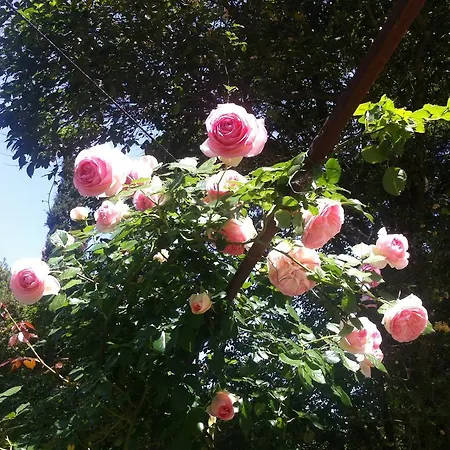 Villa Arianna B&B-3