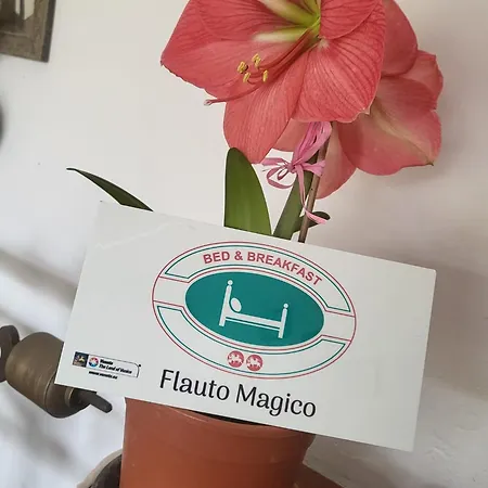 B&B Flauto Magico-3