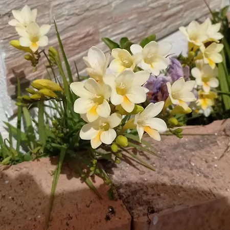 B&B Vannefora-2