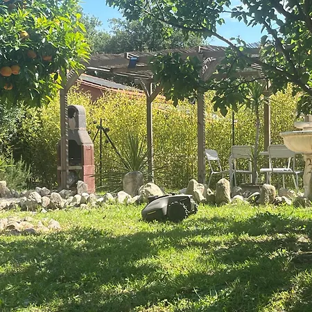 L'olivette des albères-2