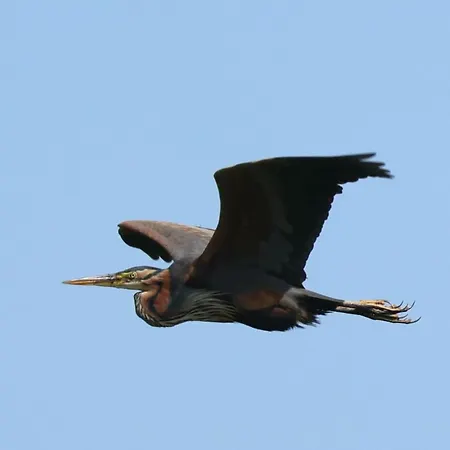 Weerribben Wieden nabij Giethoorn-2