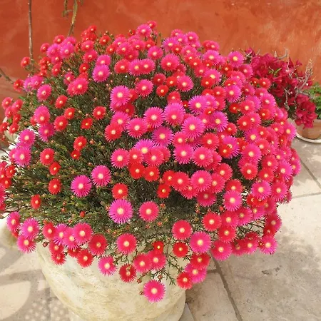 B&B La Cigaline-3