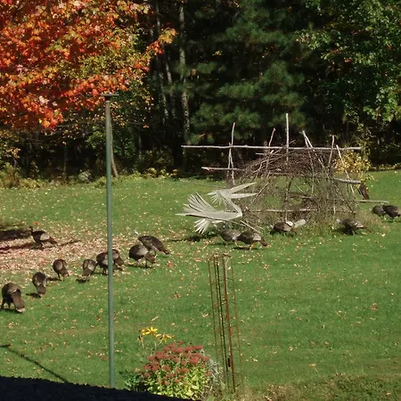 B&B Pinorama-2
