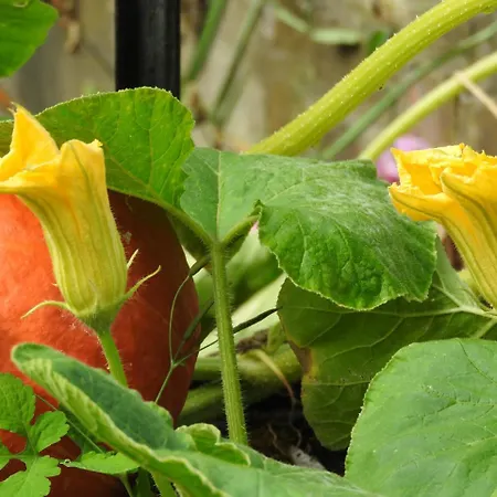 Le Jardin Des Erables-2