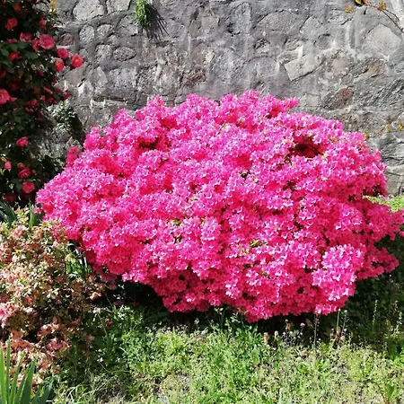 Fattoria Del Pino-2