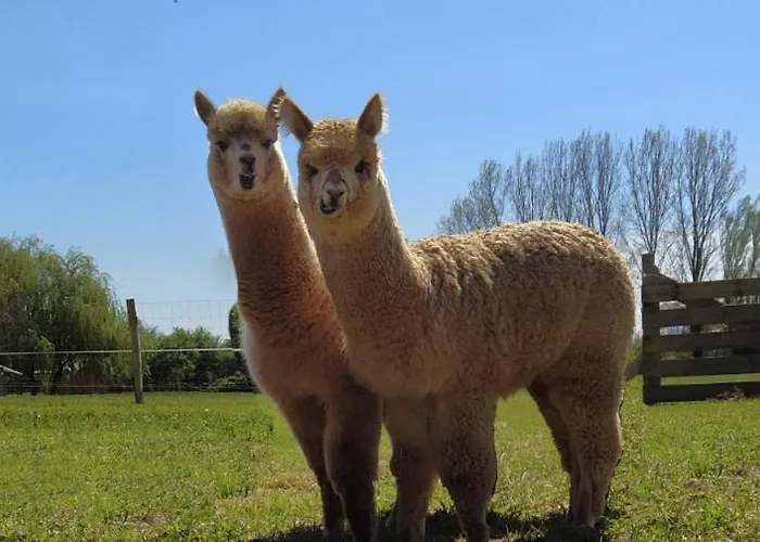 Domaine Ramonjavel, Glamping & Alpaca'S Bed and Breakfast Fongrave