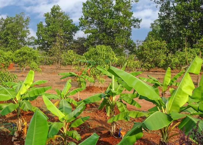 Aarya Farm