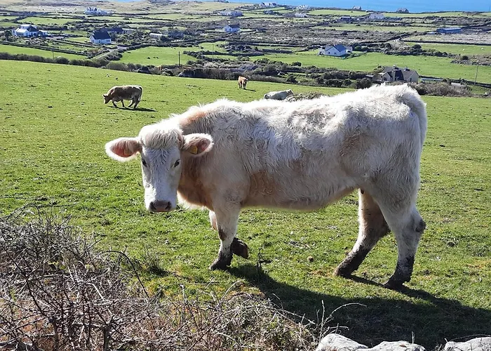 Island View Bed And Breakfast Doolin