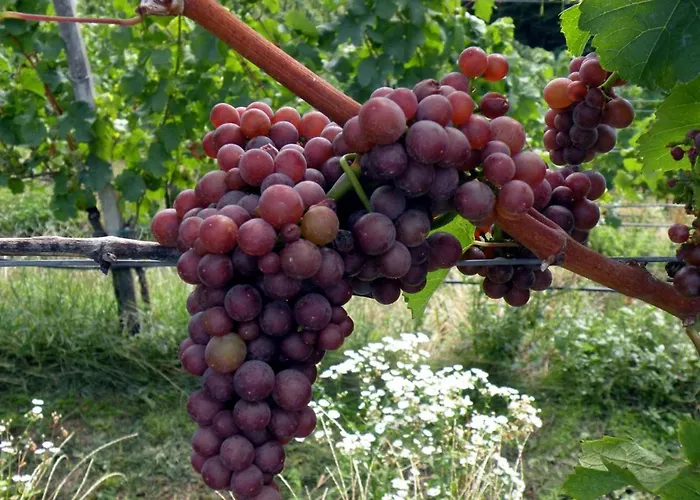 Weingut Albert, Familie Cramer Kitzeck im Sausal