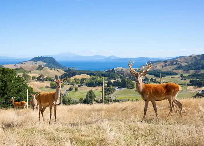 Hilltop Whakaipo Estate