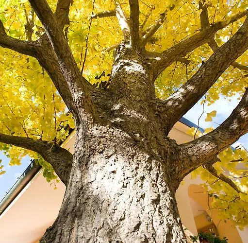 L'Albero Della Vita Bed & Breakfast Ceriale