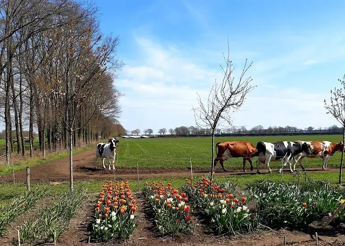 Bed&Breakfast De Volkelse Hooiberg