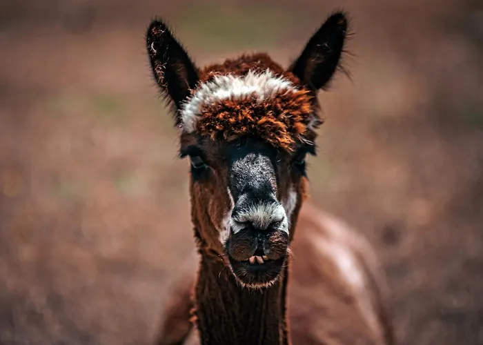 Galahad'S Animal Sanctuary B&B
