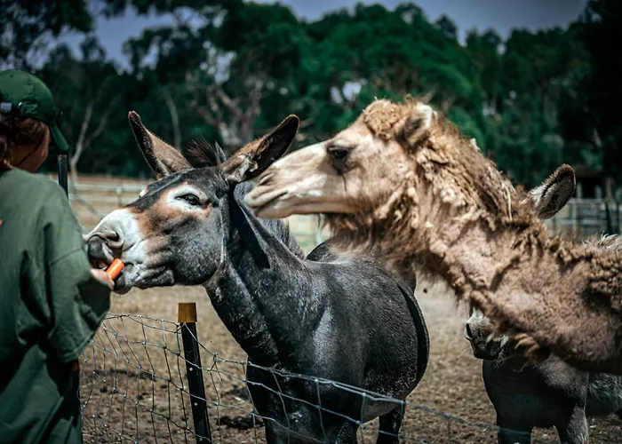 Galahad'S Animal Sanctuary B&B Gisborne