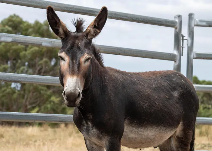 Galahad'S Animal Sanctuary B&B