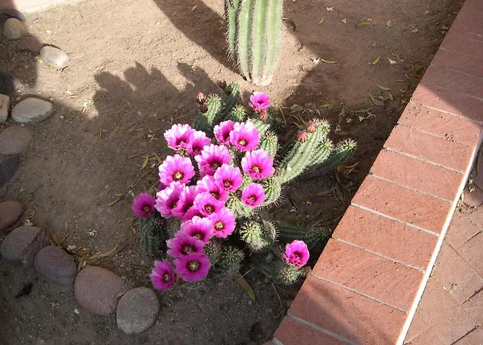 Adobe Rose Inn Tucson