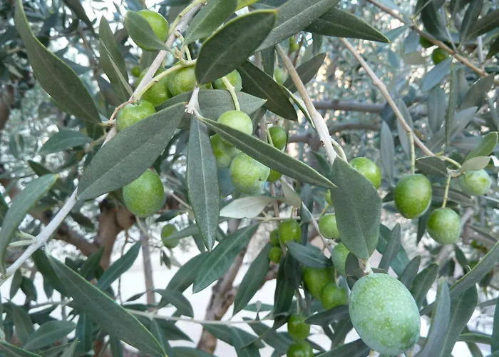 La Farigoule