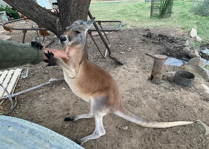 Corella Creek Country Farm Stay