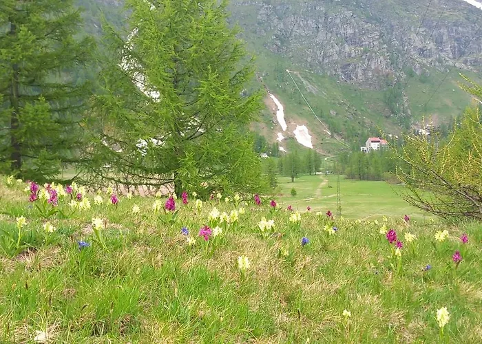 Il Pino B&B Alpe Devero