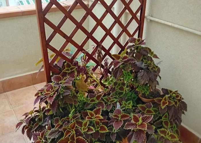 Bed and Breakfast A Casa Tua Affitti Brevi Noto