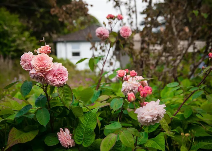 Trigonos - Peaceful Lakeside B&B And Retreat In Eryri National Park Nantlle