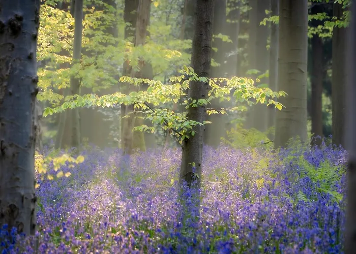 Bois De Hal