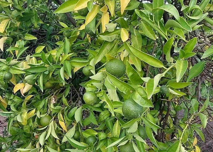 Quinta Penedo Das Antas