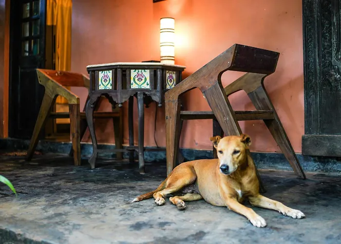 Bed and Breakfast Jardin D'Ulysse & Hard Rock Morjim