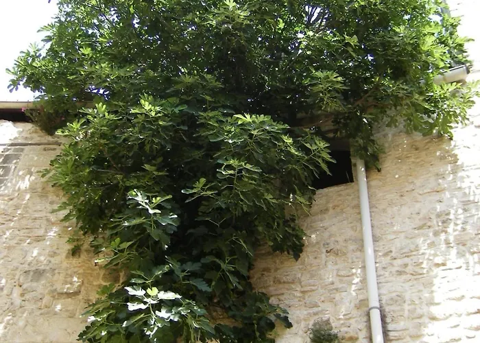 Palazzo Rizzi Dimora dei Templari