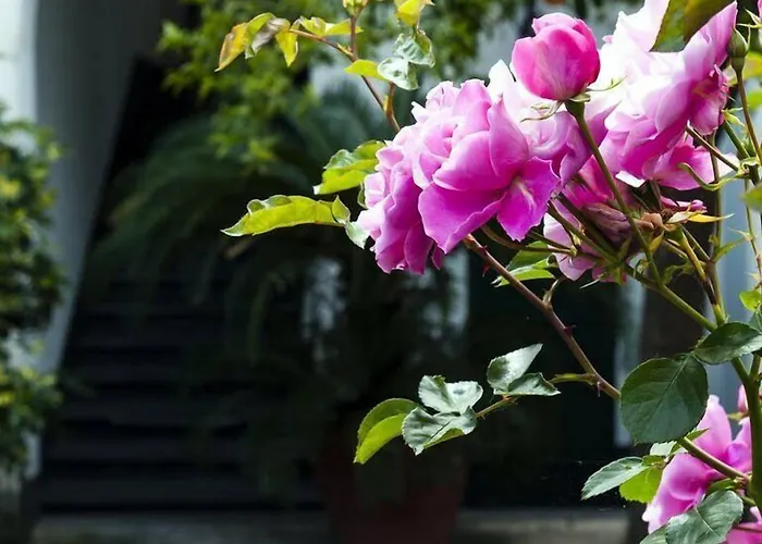 Bed and Breakfast Back To Sorrento Sant'Agnello