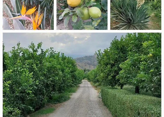 B&B Sole Trappitello