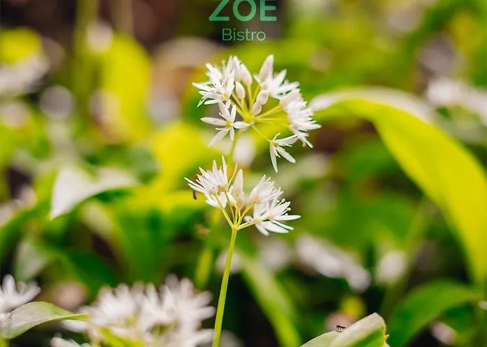 Zoe Bistro & Accommodation