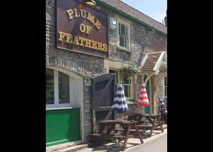 Plume Of Feathers
