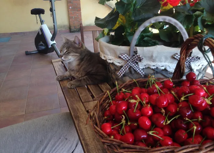 Bed and Breakfast Quattro Gatti Airasca